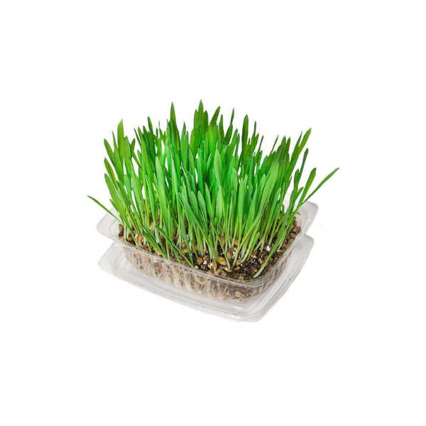 Kun Super Grass